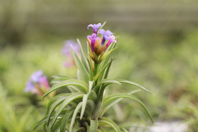 All About Those Blooms: The Air Plant Blooming Process