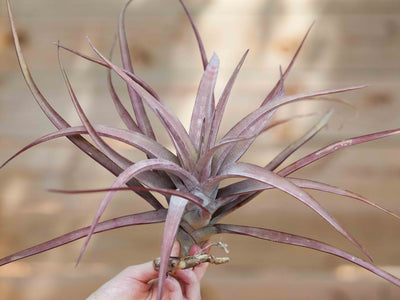 Tillandsia Spotlight: Novakii Air Plant