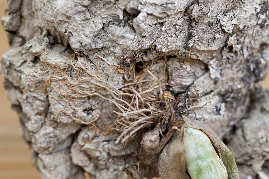 Tillandsia caput medusae air plant roots attached to a tree