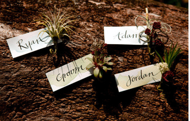 Tillandsia Air Plants Attached to Name Place Cards
