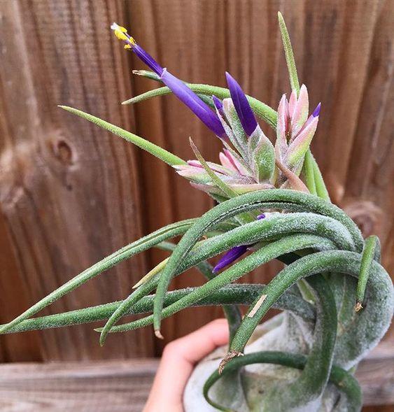 What are Tillandsia Seleriana Air Plants? – Air Plant Design Studio