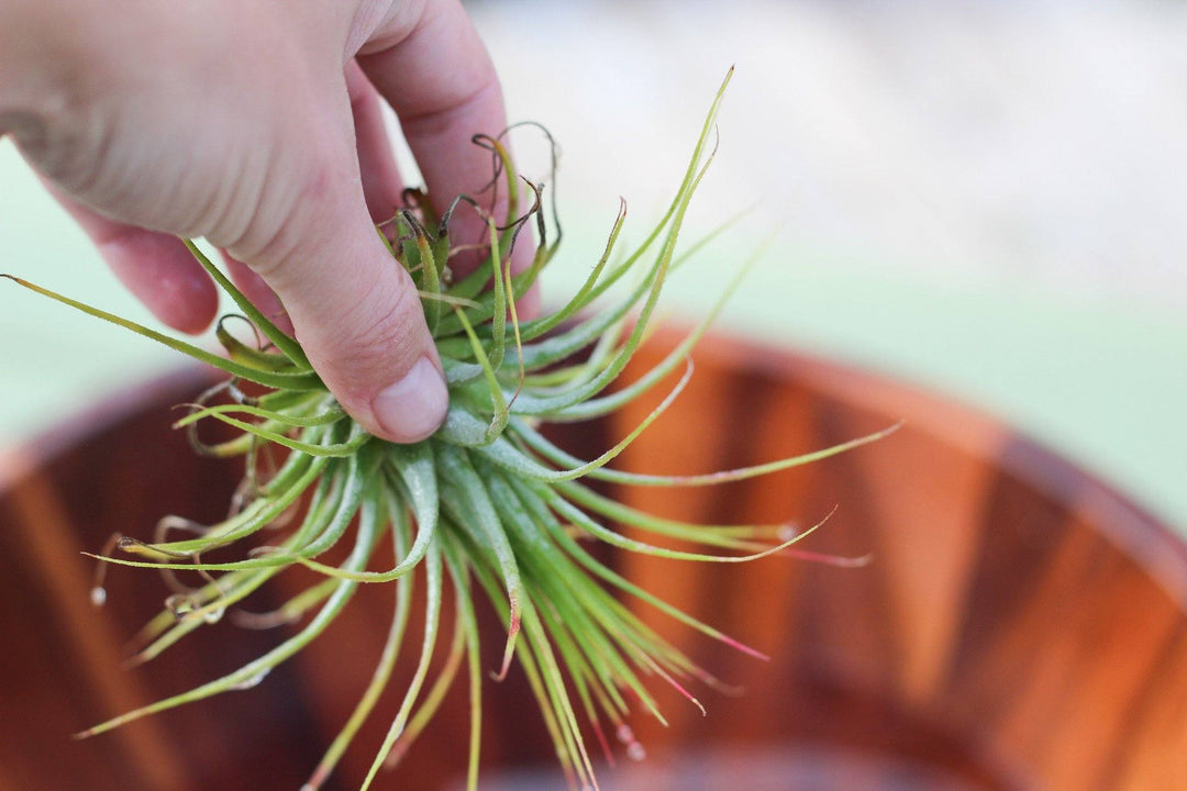 Tillandsia Ionantha Rubra Being Dunked in a Water Bowl