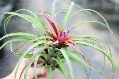 Tillandsia Spotlight: Streptophylla Hybrid (T. Eric Knobloch) Air Plant