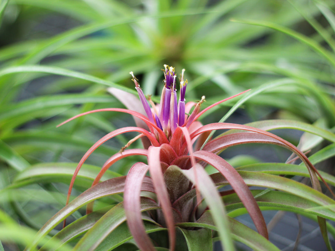Blooming Tillandsia Streptophylla Hybrid Air Plant