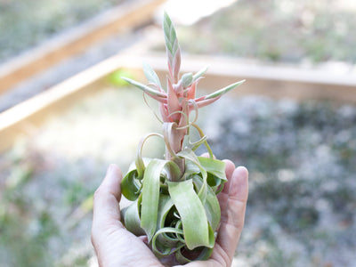 Tillandsia Spotlight: Streptophylla Air Plant