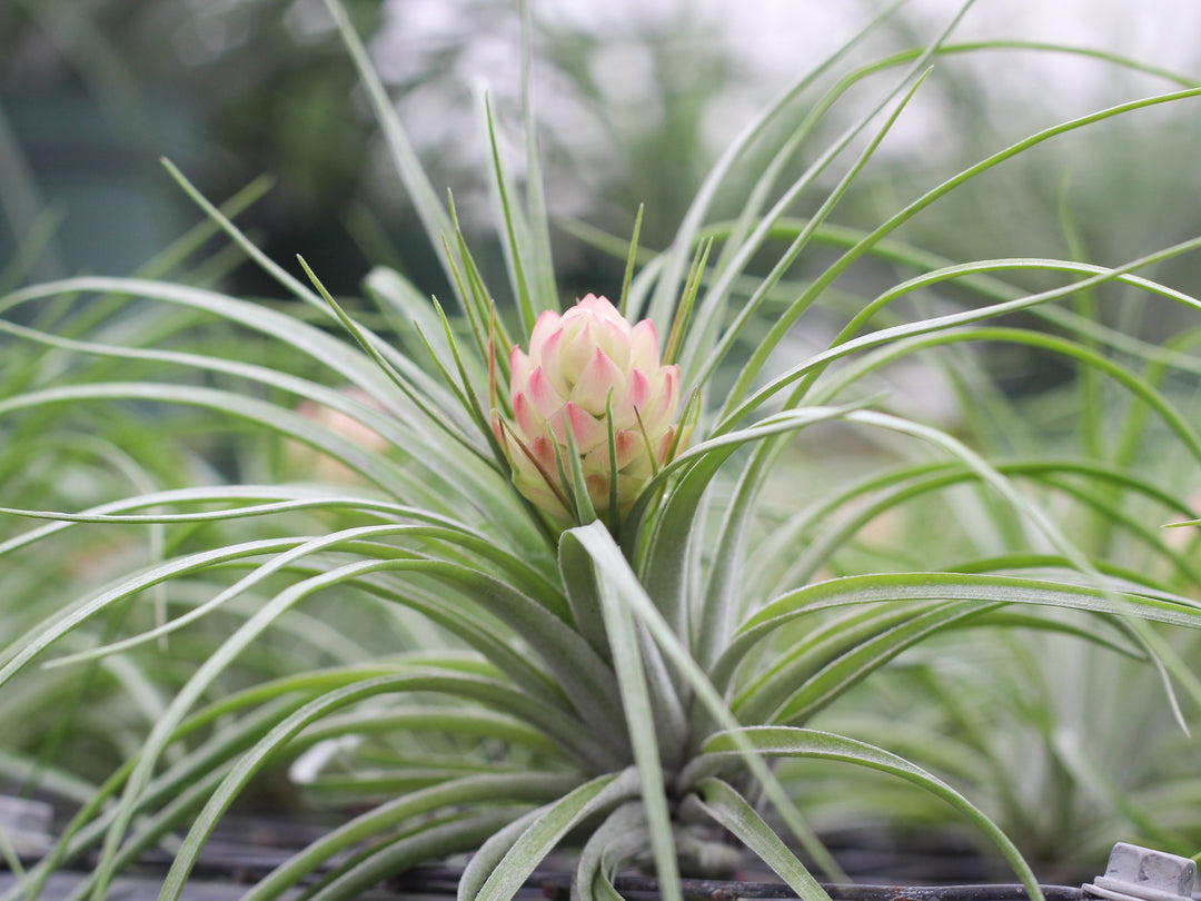 Tillandsia Stricta Air Plant with Pink and White Bloom Bud