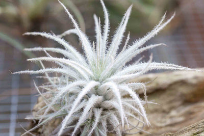 Tillandsia Botanical Terms