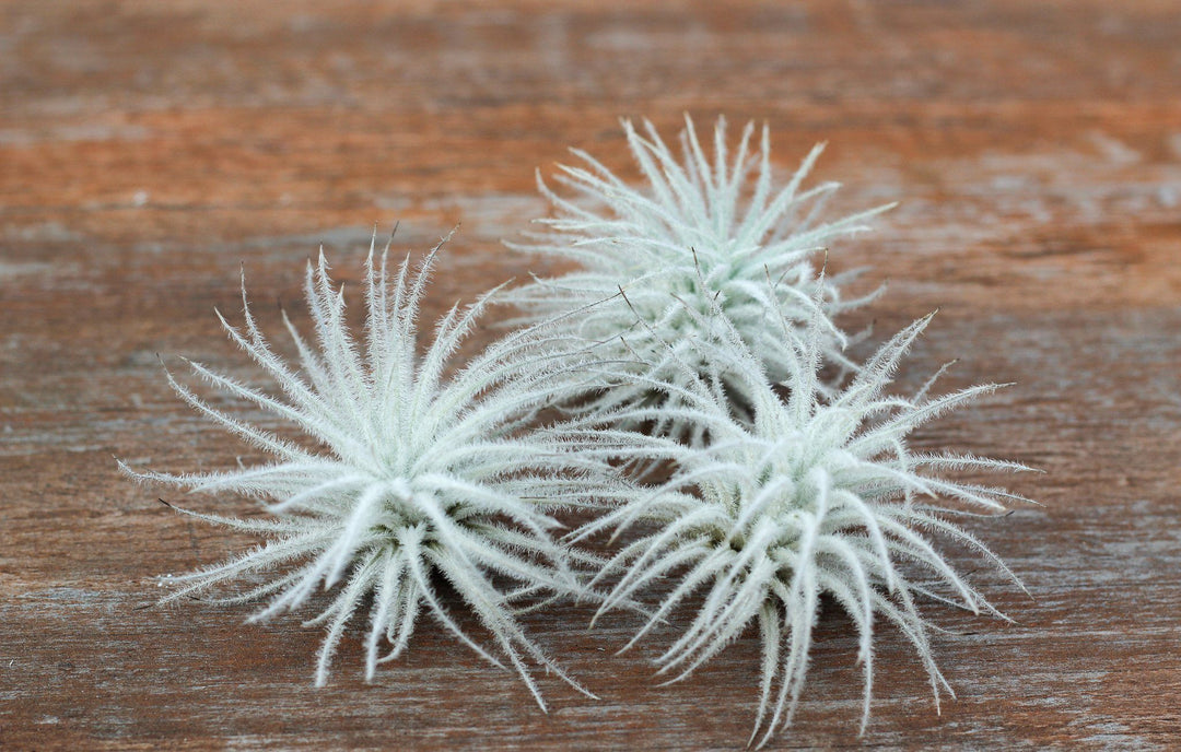 tillandsia tectorum air plant 