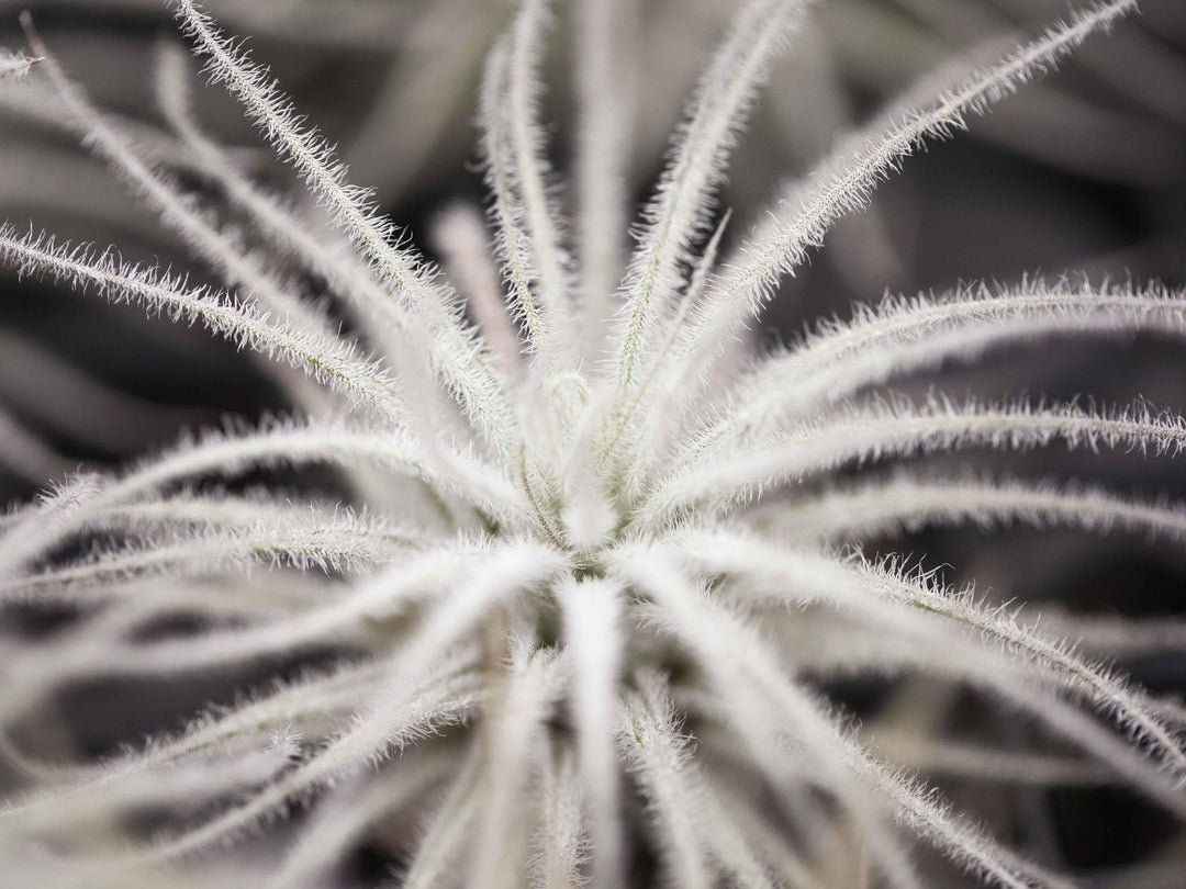 tillandsia tectorum ecuador air plant