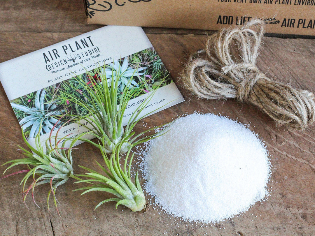 Tillandsia Air plants, care card and fertilizer powder