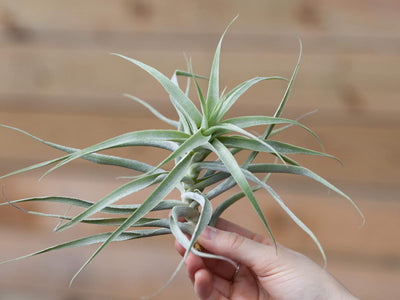 Tillandsia Spotlight: T. cacticola