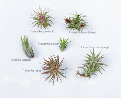 Common Tillandsia Ionantha Forms