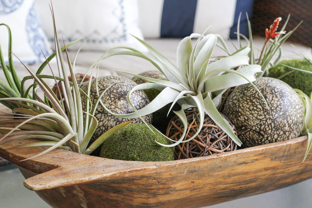 Tillandsia Air Plants in a Bowl as a Center Piece