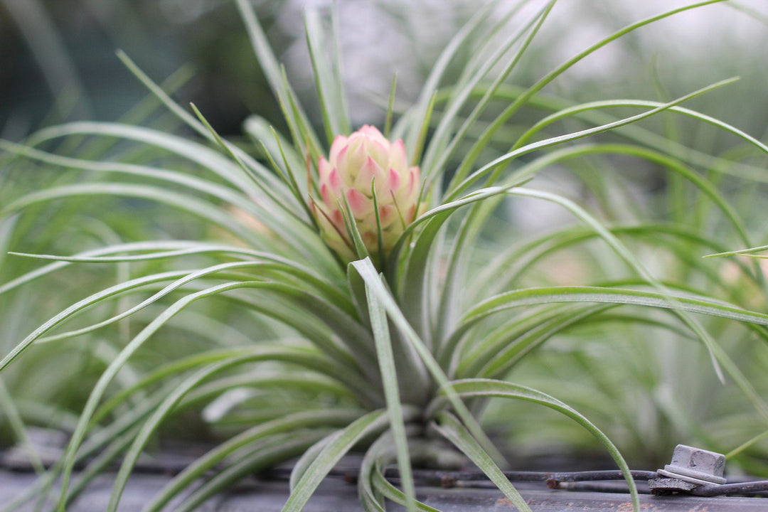 blooming tillandsia stricta air plant 