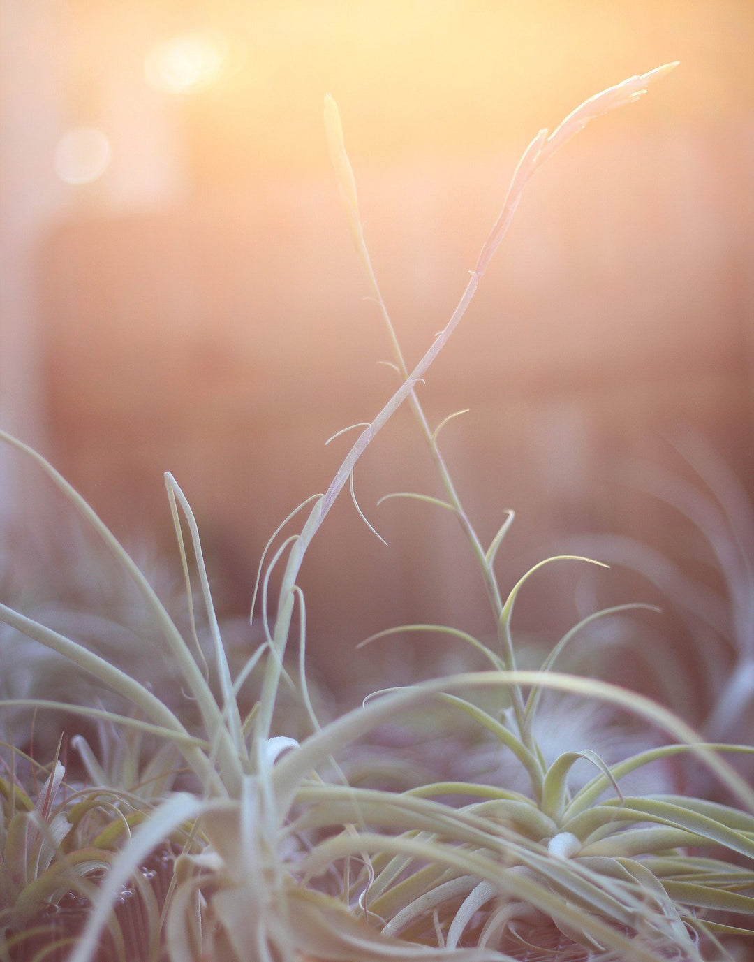 Tillandsia Duratii Air Plants in Bloom in the Sunset