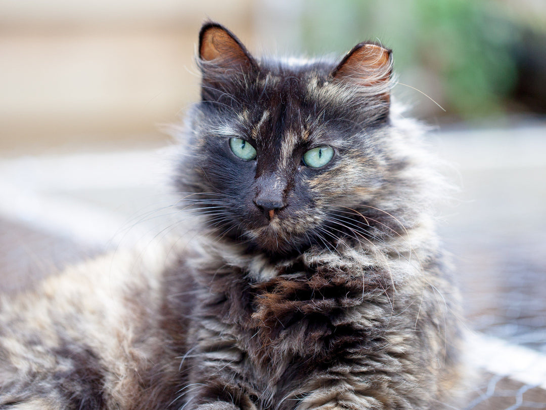cat in greenhouse 