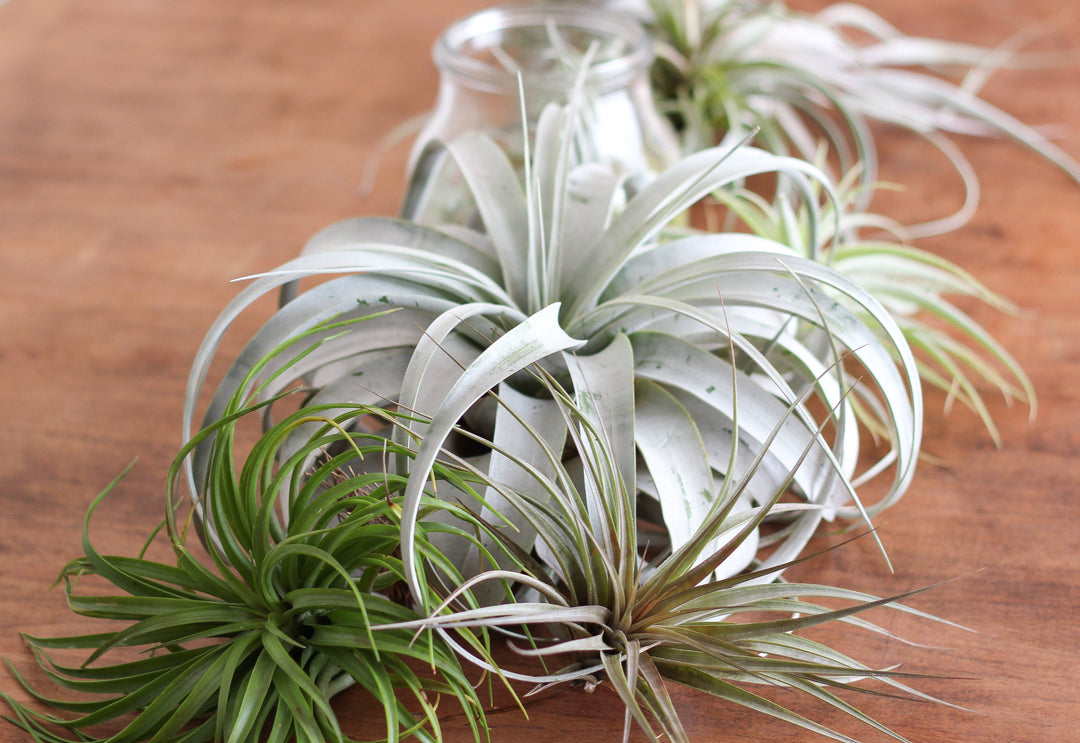 Tillandsia Xerographica Air Plant alongside Assorted Air Plants