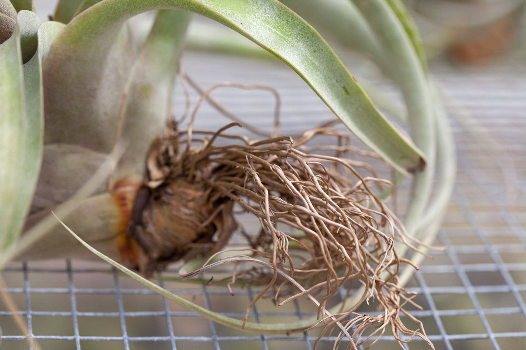The Roots of a Tillandsia Air Plant