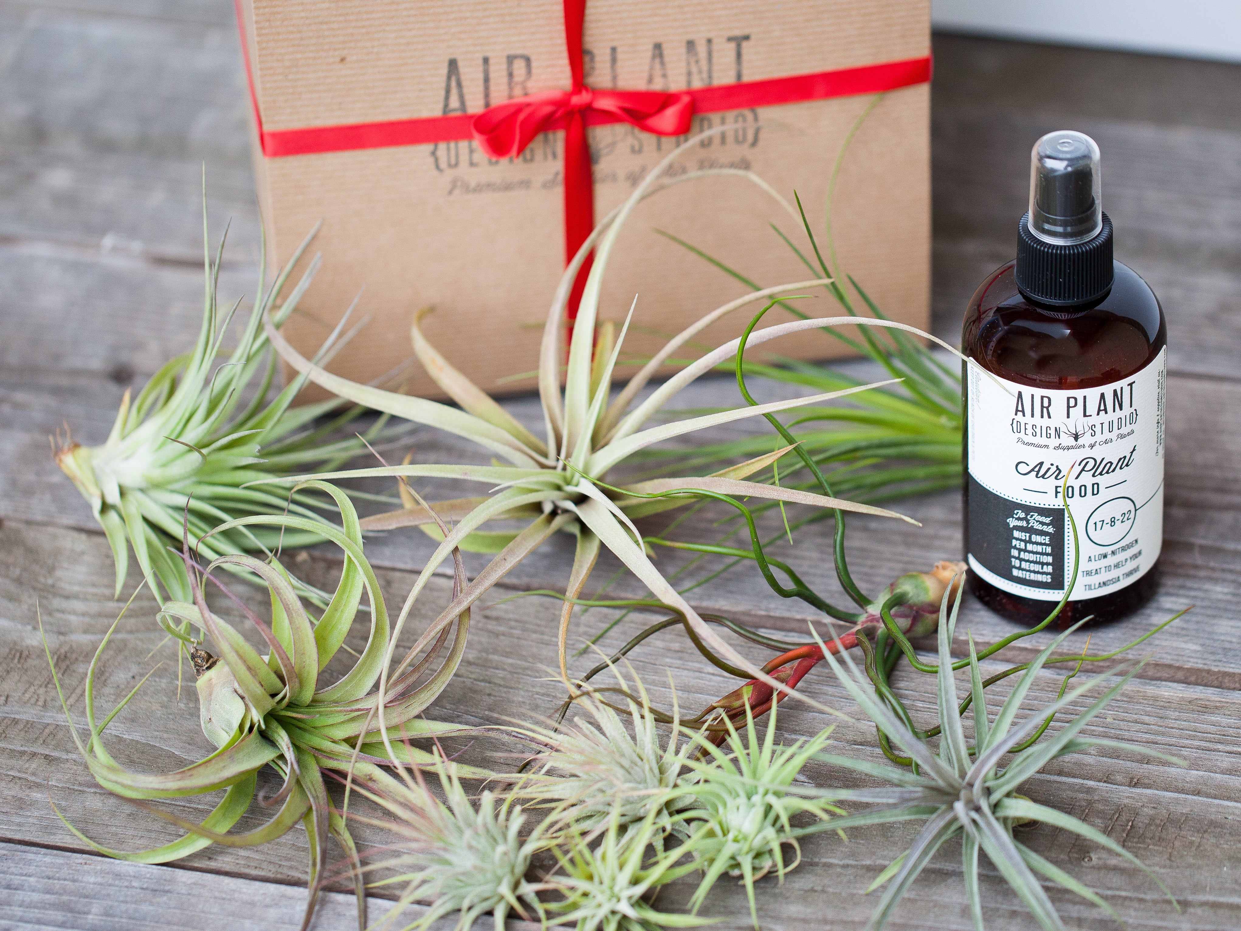 8 oz bottle of ready to use fertilizer, gift box with red ribbon and assorted tillandsia air plants