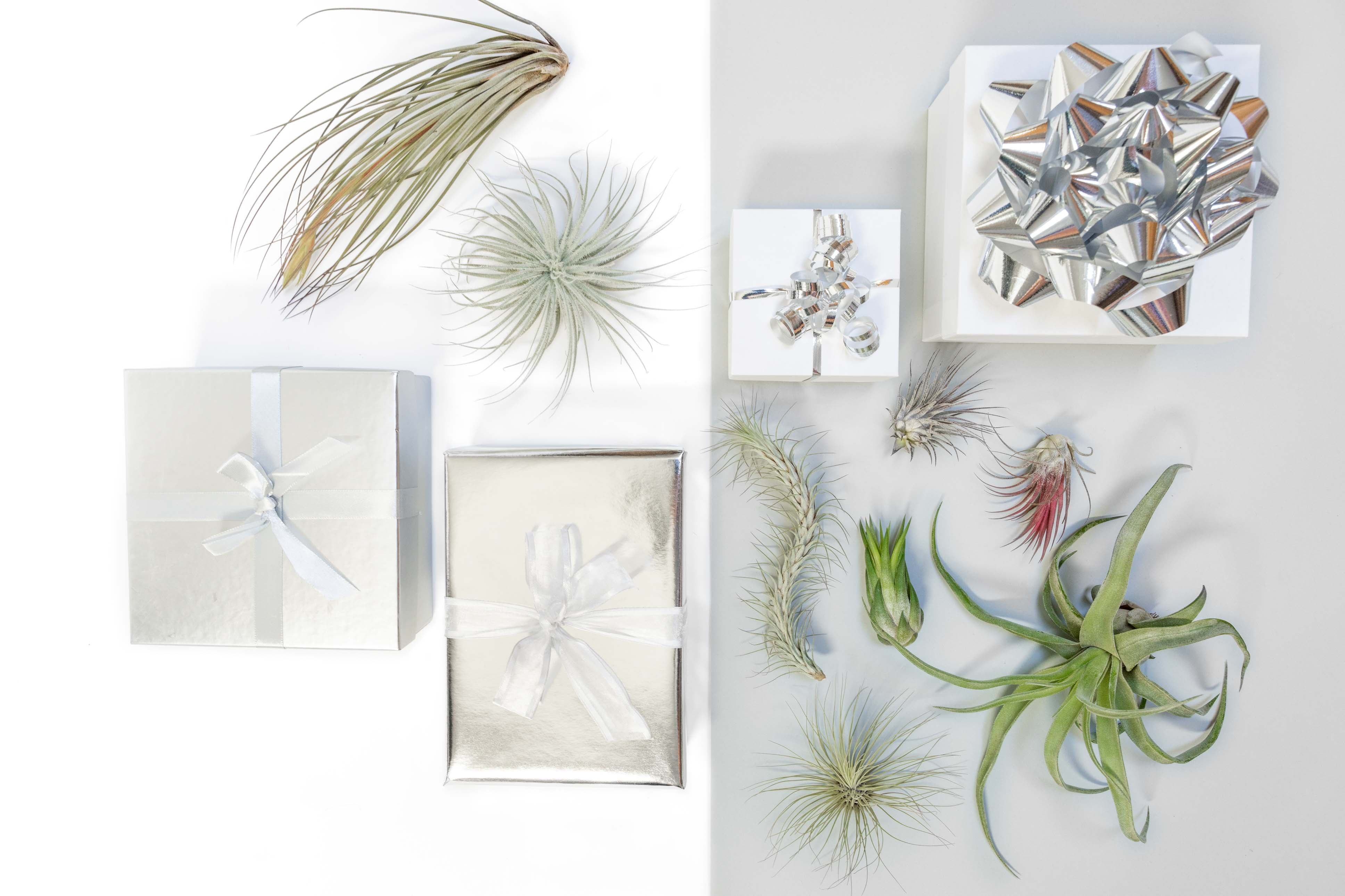 Silver gift wrapped boxes and assorted tillandsia air plants