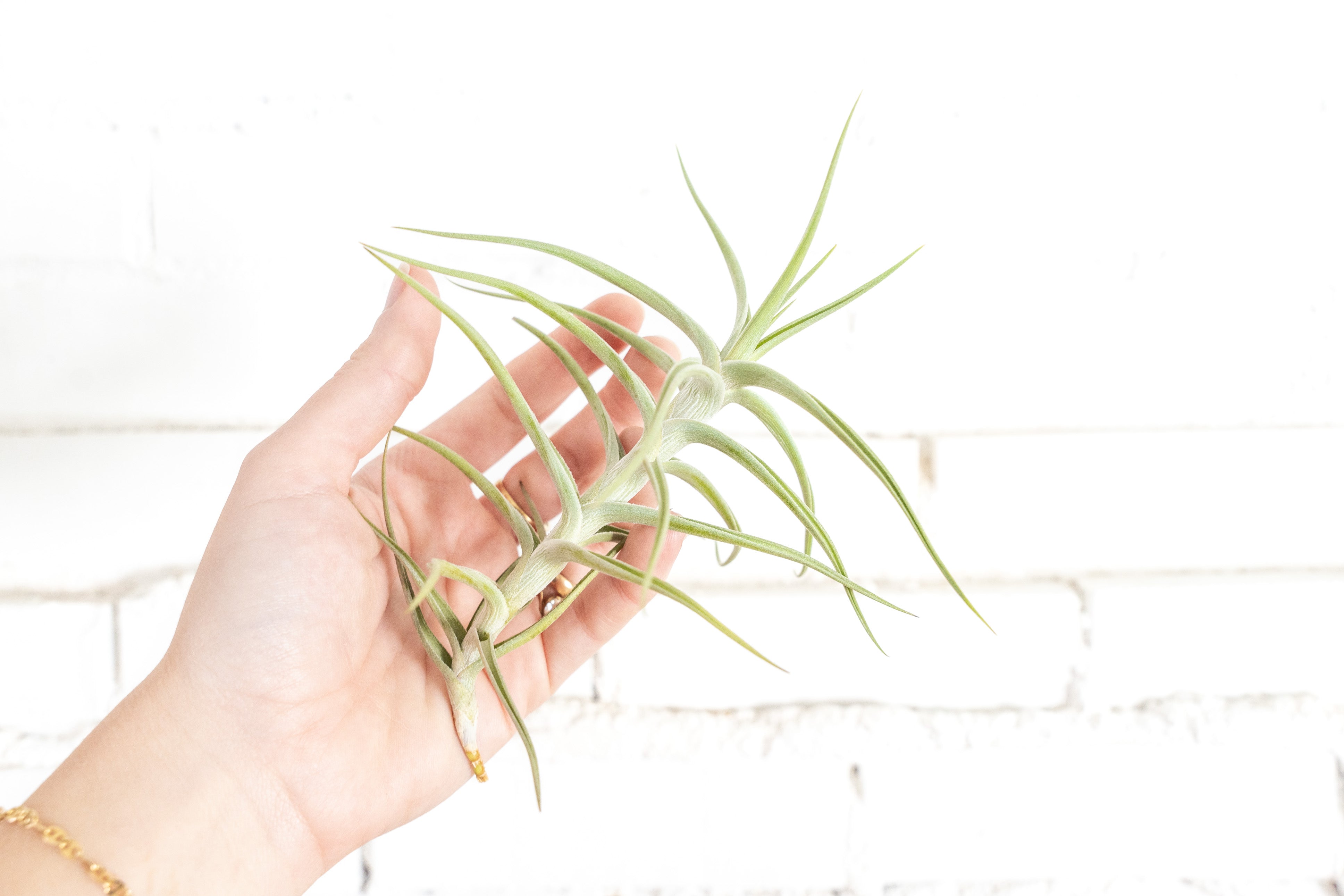Tillandsia Diaguitensis Air Plant – Air Plant Design Studio