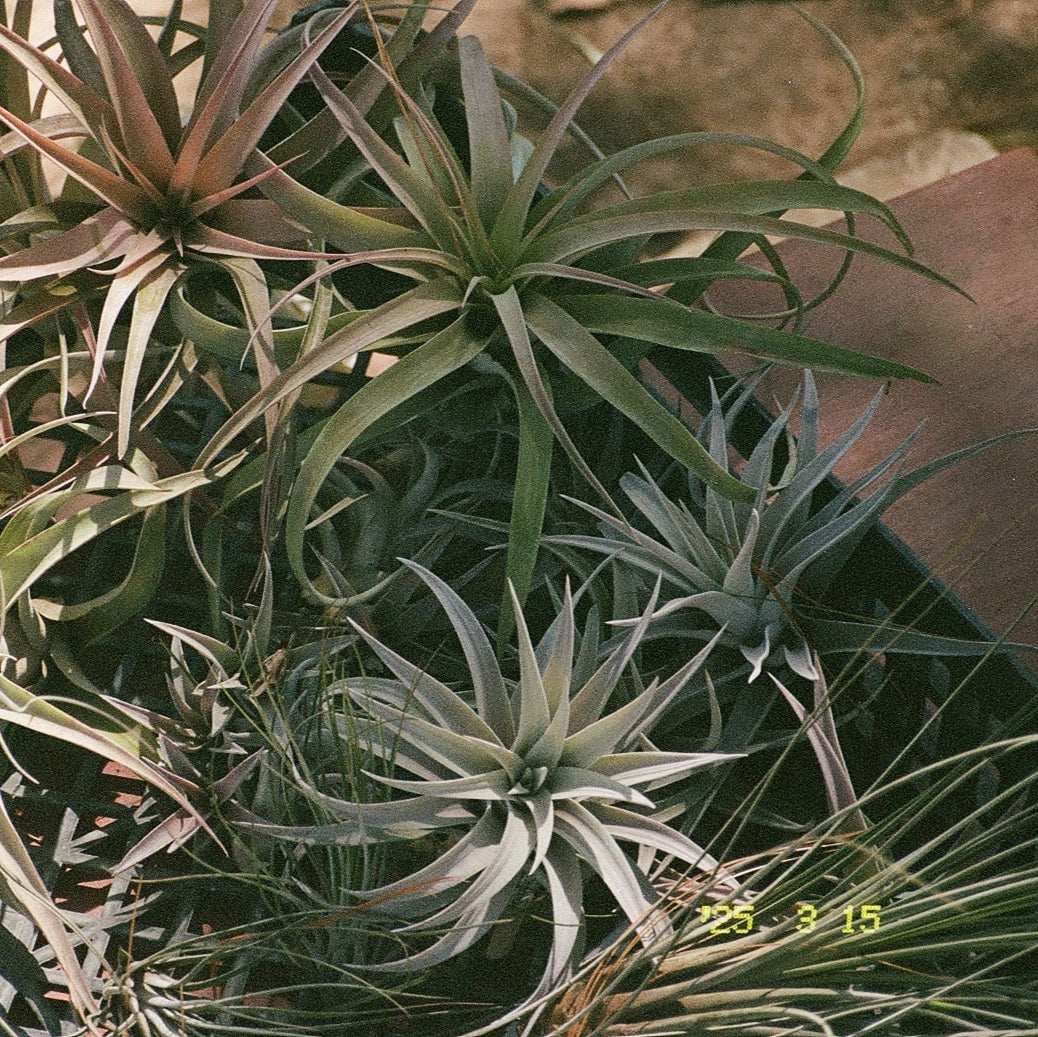 Air Plant Tillandsia Farm Film