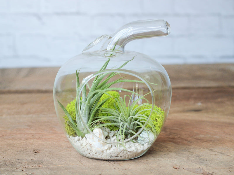 Apple Shaped Glass Terrariums with Tillandsia Ionantha Air Plants, Sands, Shells and Moss