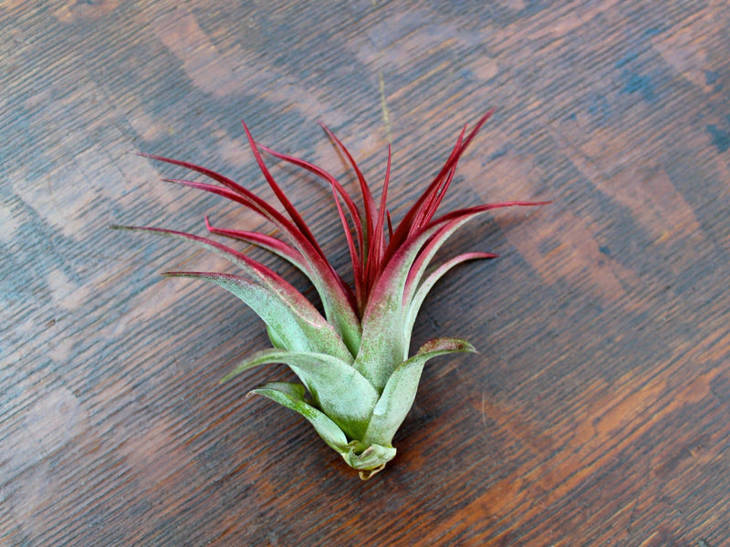 Tillandsia Red Abdita Brachycaulos Air Plant