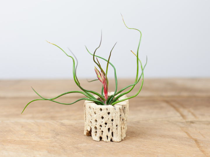Cholla Wood Display - 3 Inch (No Tillandsia Included)