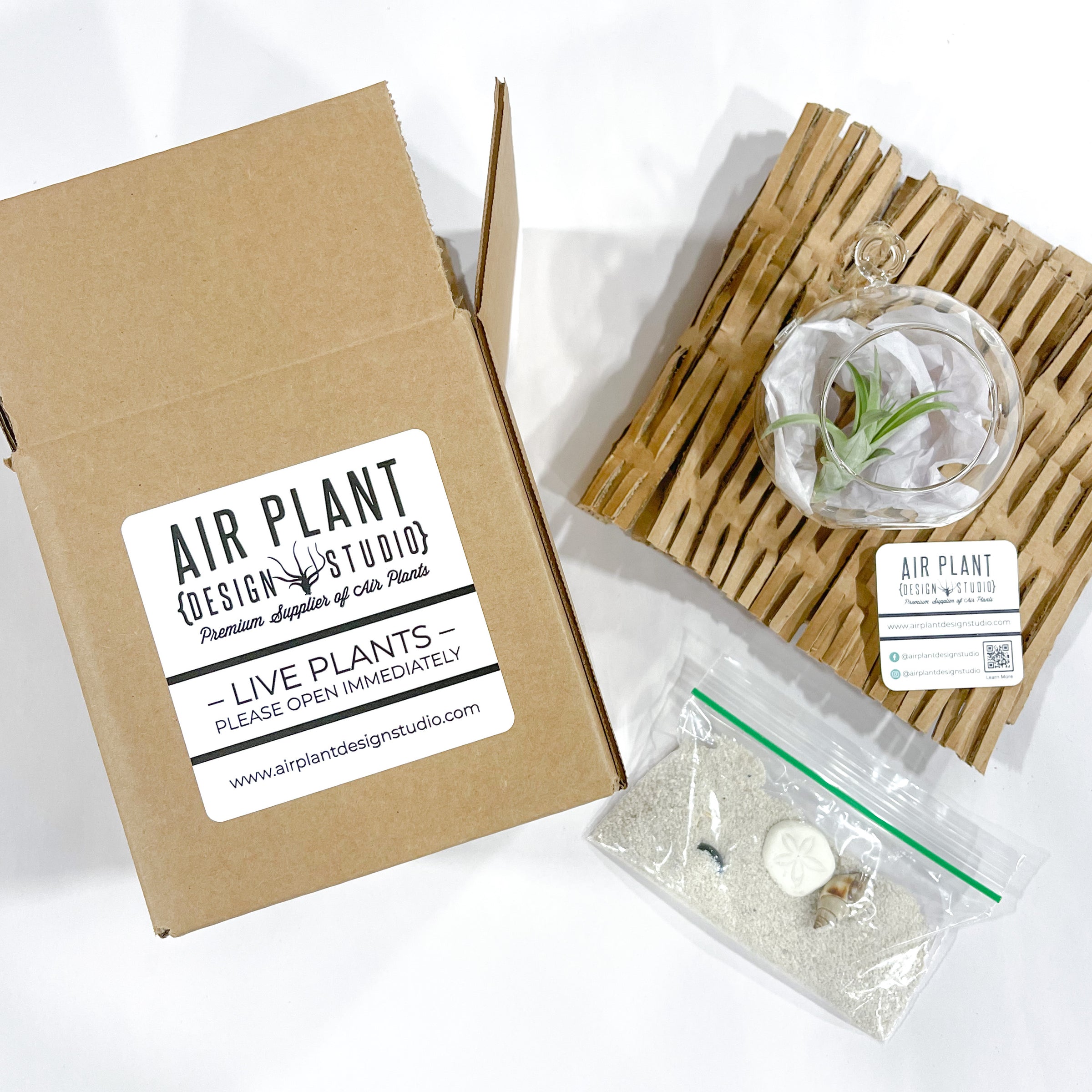 Air plant design studio delivery box with recycled cardboard wrapping, flat bottom glass globe terrarium, tillandsia abdita air plant and beach kit