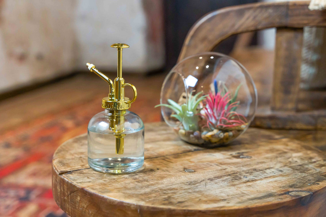 Water mister and tillandsia air plant double open ended terrarium displayed on coffee table