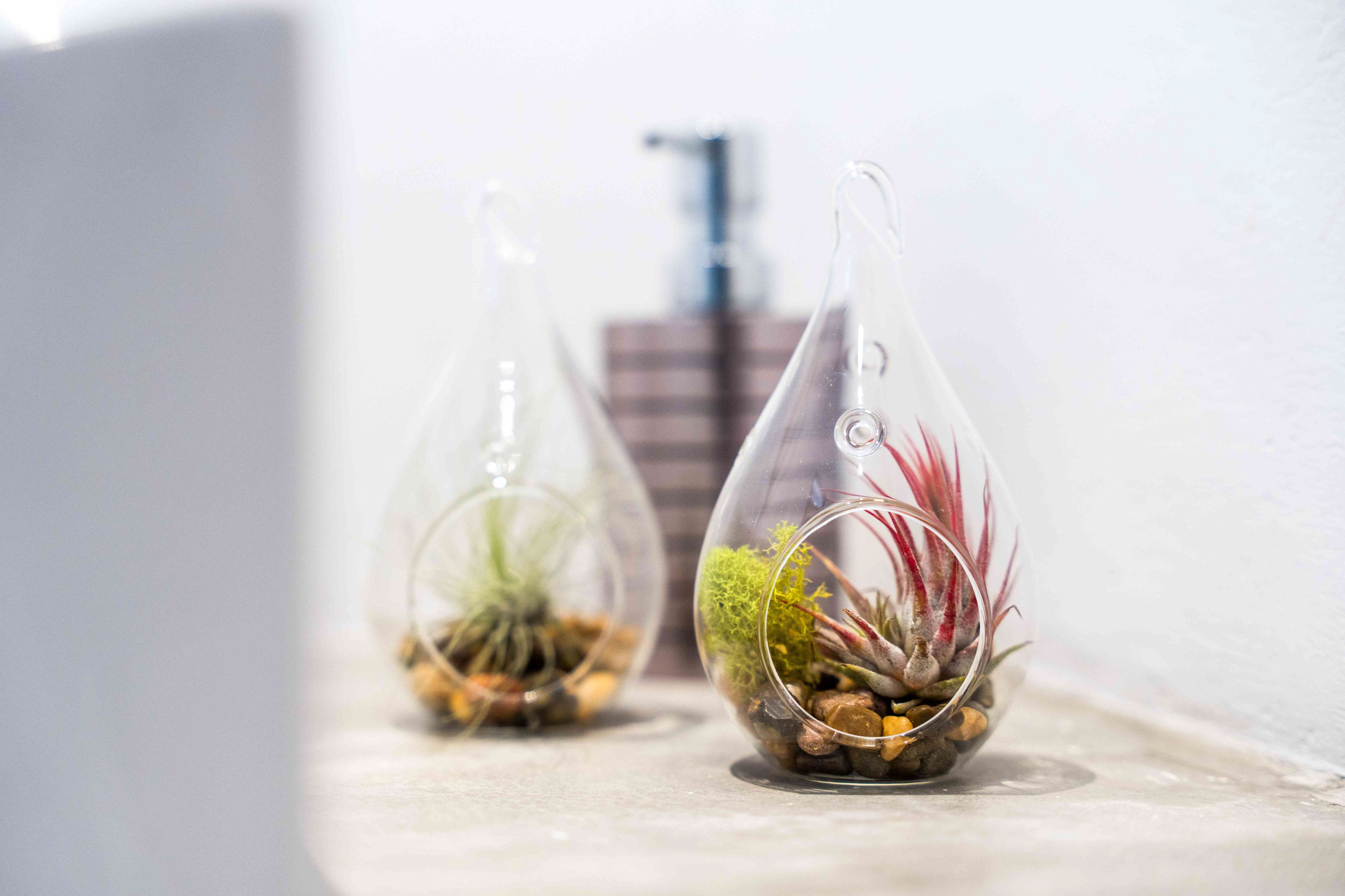 teardrop shaped glass terrariums with pebbles, reindeer moss and assorted tillandsia air plants