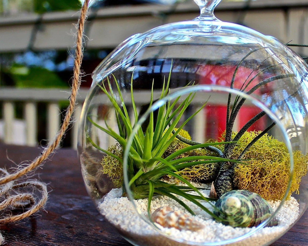 Under $25 – Air Plant Design Studio
