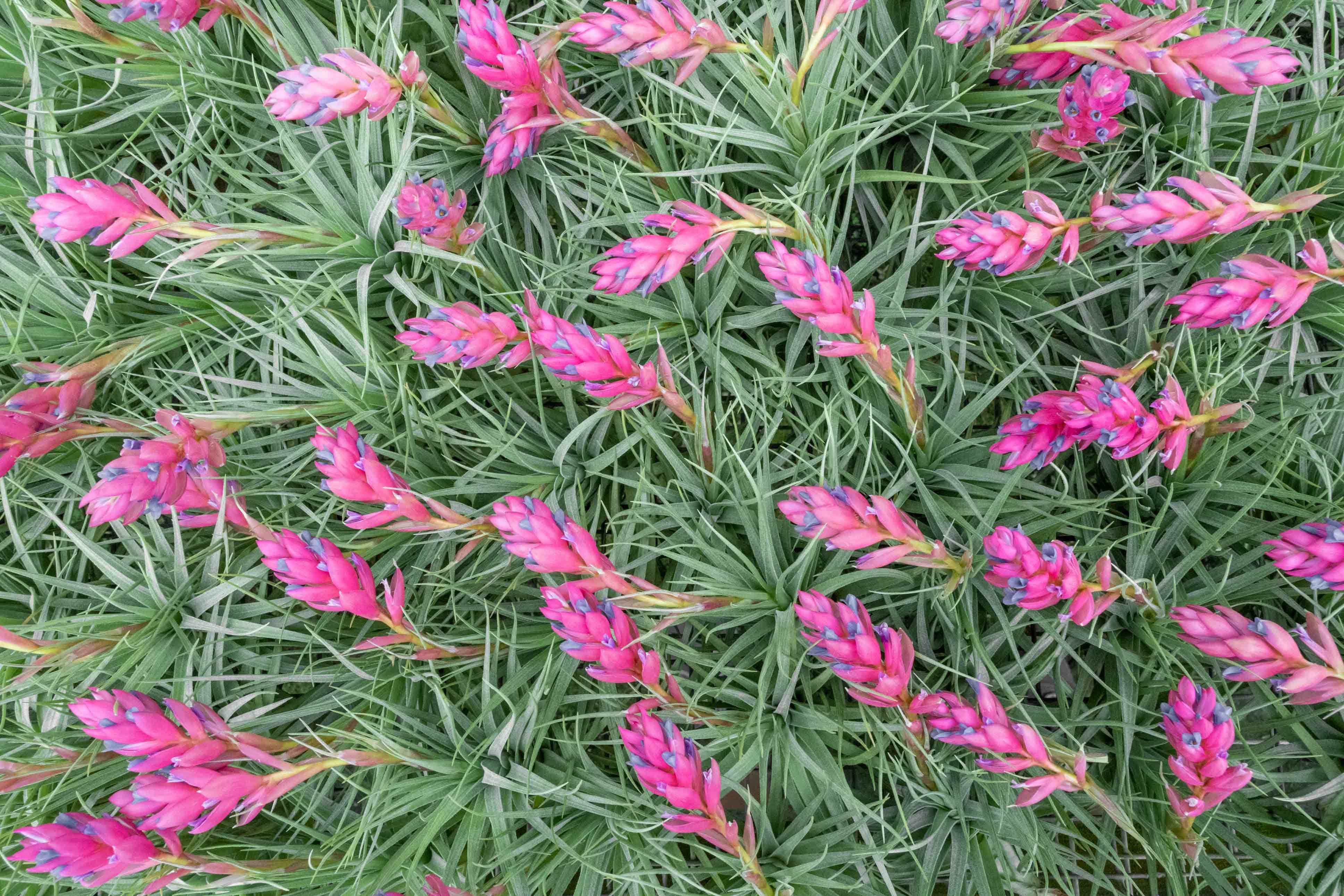 Tillandsia Stricta Air Plants – Air Plant Design Studio