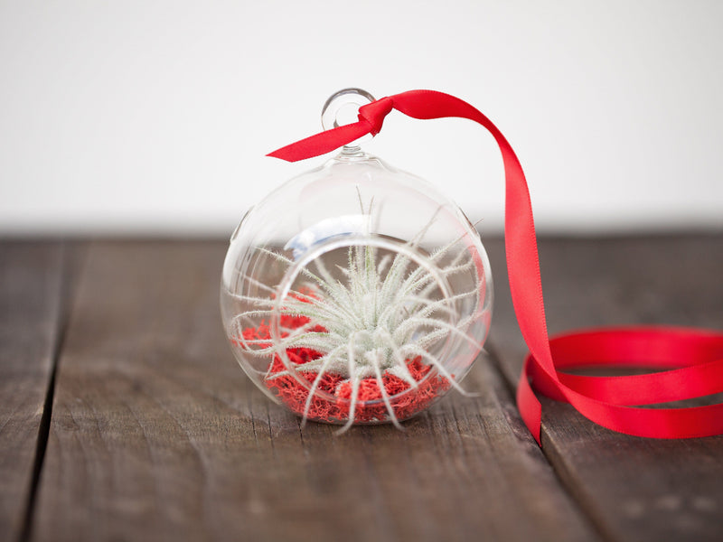 Mini Flat Bottom Glass Globe Terrarium with Red Moss and Tillandsia Tectorum Ecuador Air Plant