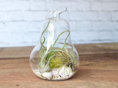 Pear Shaped Glass Terrarium with 2 Assorted Tillandsia Air Plants, White pebbles, Moss and Sea Shells