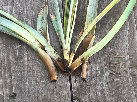rotted tillandsia air plant
