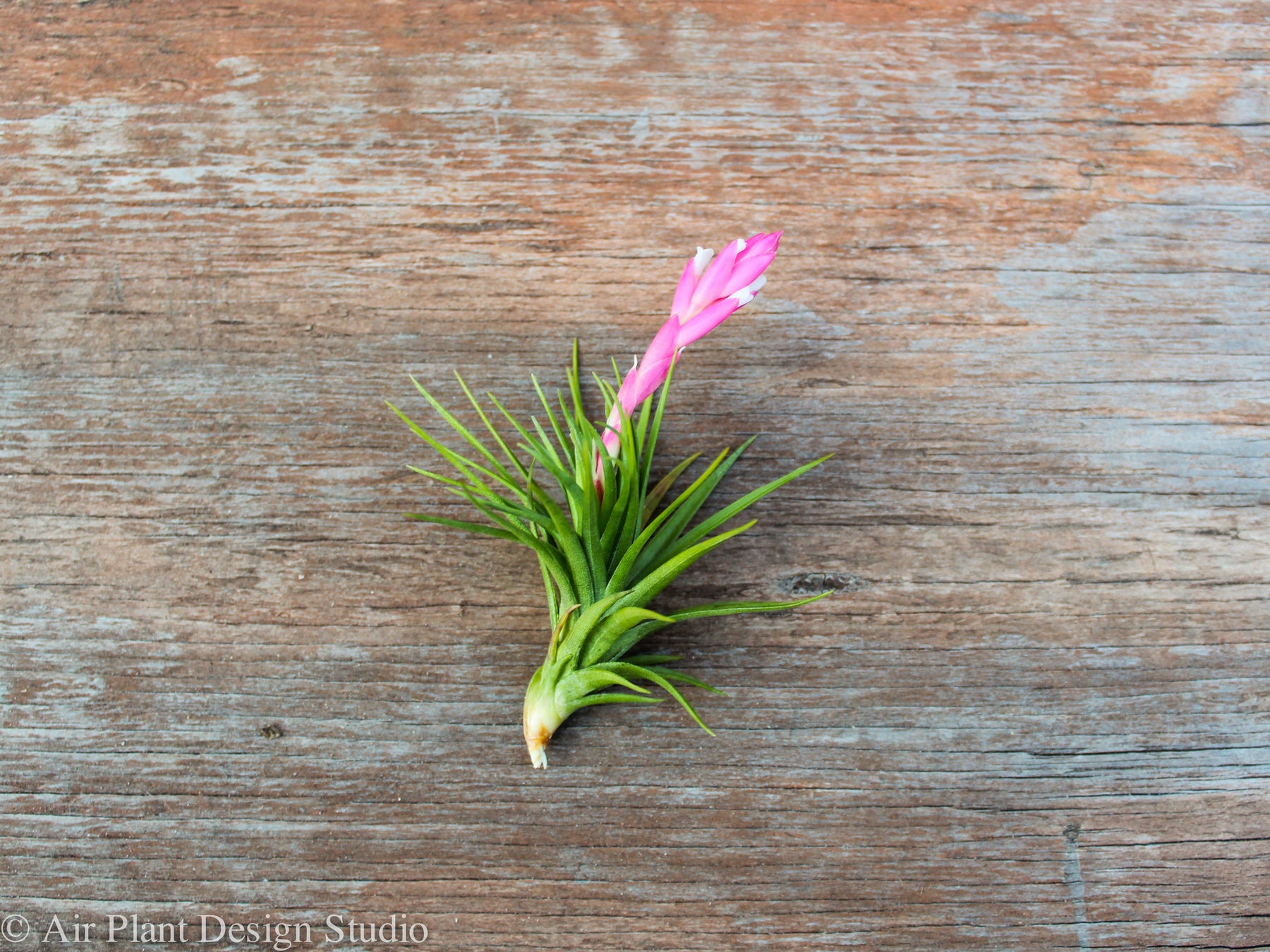 emerald air plants Tillandsia Tenifoila 'Emerald Forest' Air Plant – Air Plant Design Studio