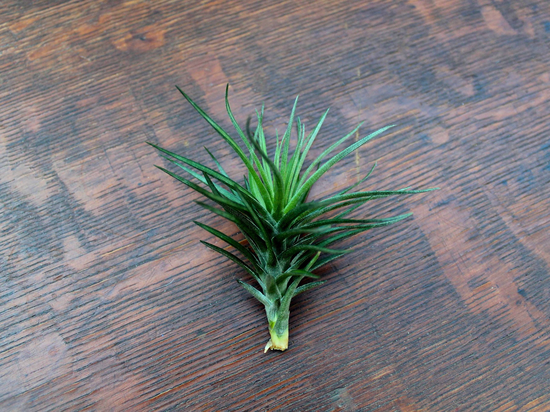 emerald forest air plant Tillandsia Tenifoila 'Emerald Forest' Air Plant
