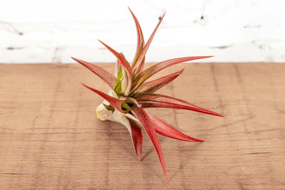 Tillandsia Red Abdita Brachycaulos Air Plant