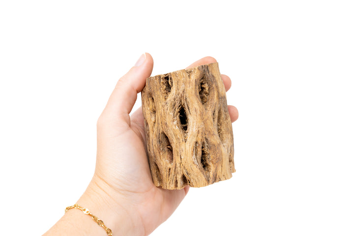 Cholla Wood Display - 3 Inch (No Tillandsia Included)