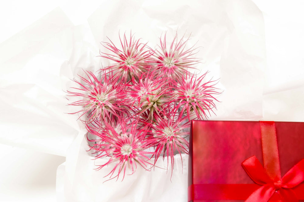 peppermint inspired red painted tillandsia tectorum air plants