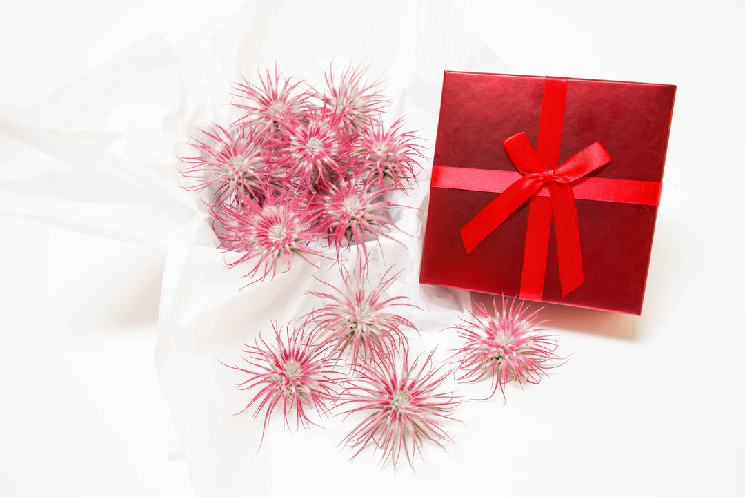 peppermint inspired red painted tillandsia tectorum air plants