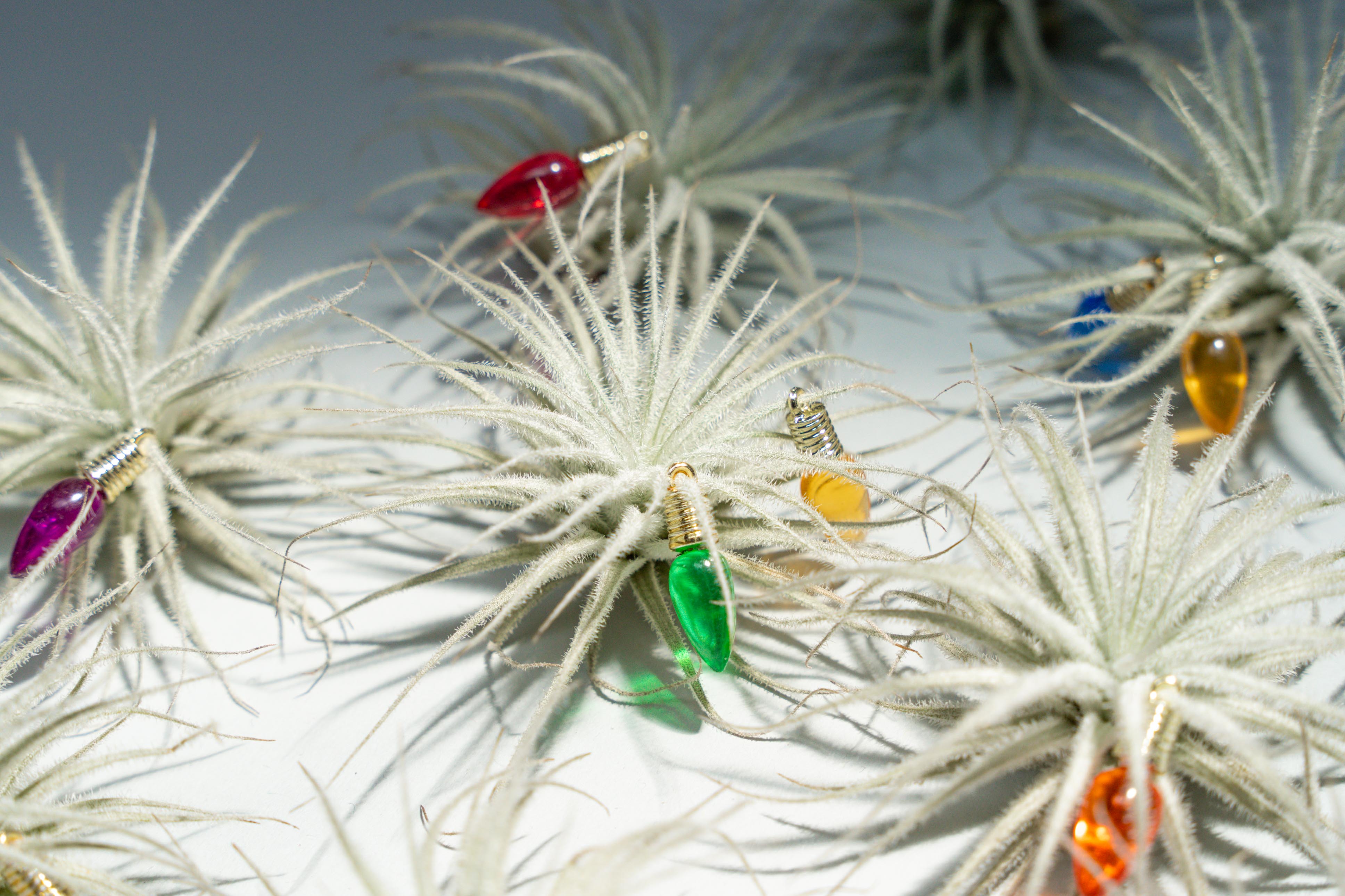 Tillandsia tectorum air plants decorated with mini christmas light charms