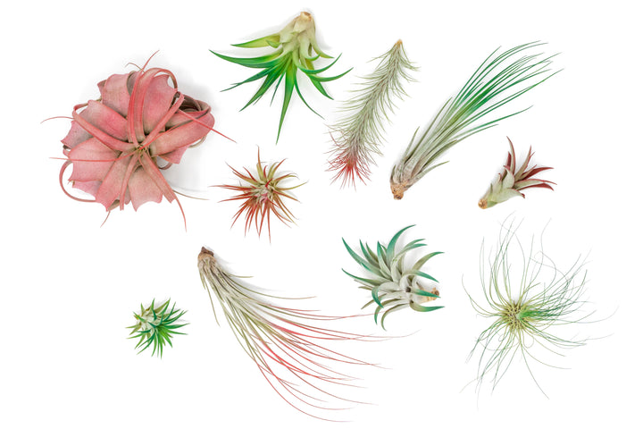 Wholesale: Festive Tillandsia Assortment of Color Enhanced Air Plants