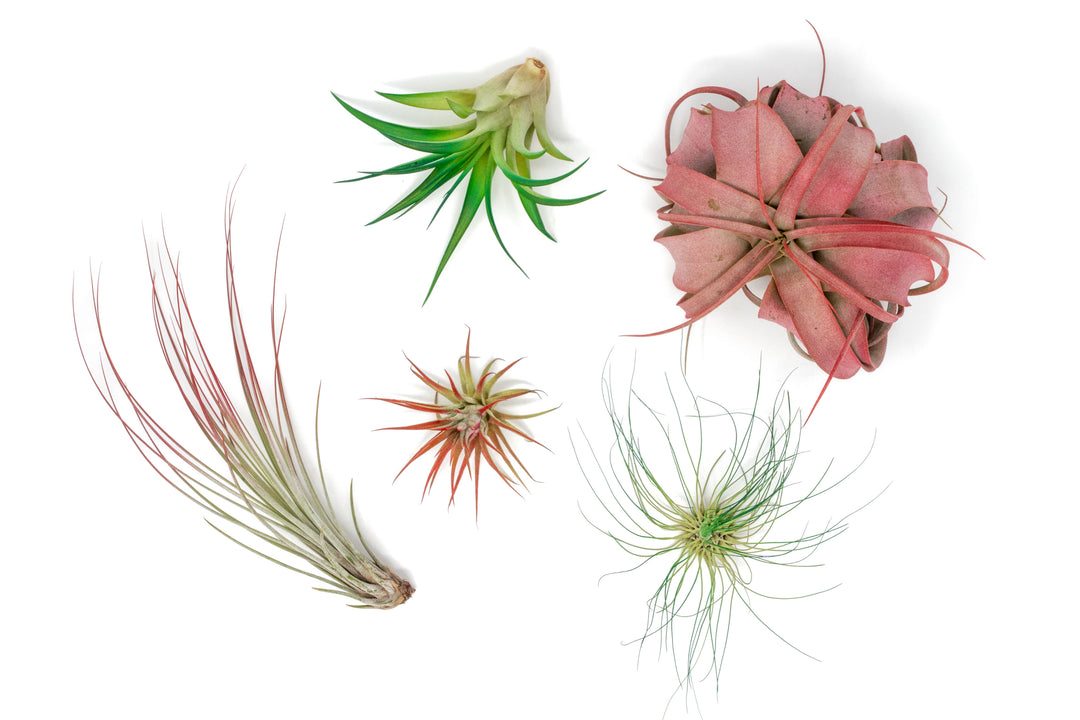 Wholesale: Festive Tillandsia Assortment of Color Enhanced Air Plants