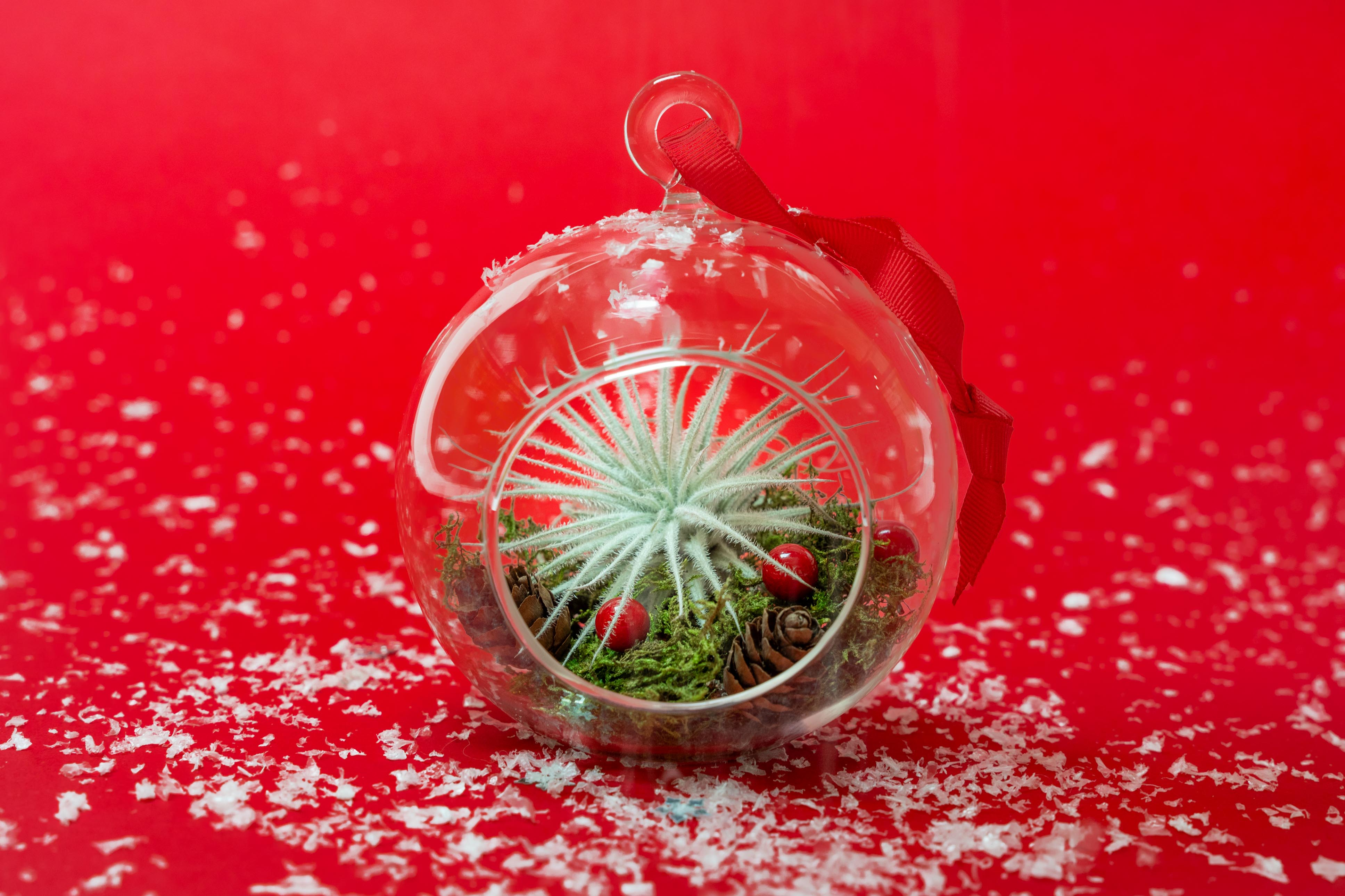 flat bottom glass globe with red ribbon for hanging containing moss, berries, mini pinecones and tillandsia tectorum air plant