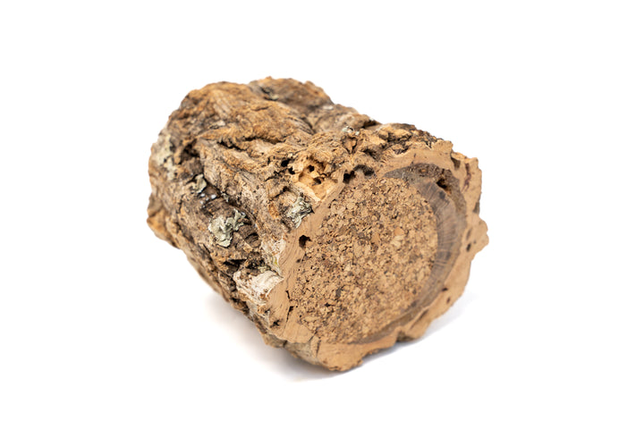 Natural Cork Bark Planters with Tillandsia Air Plants