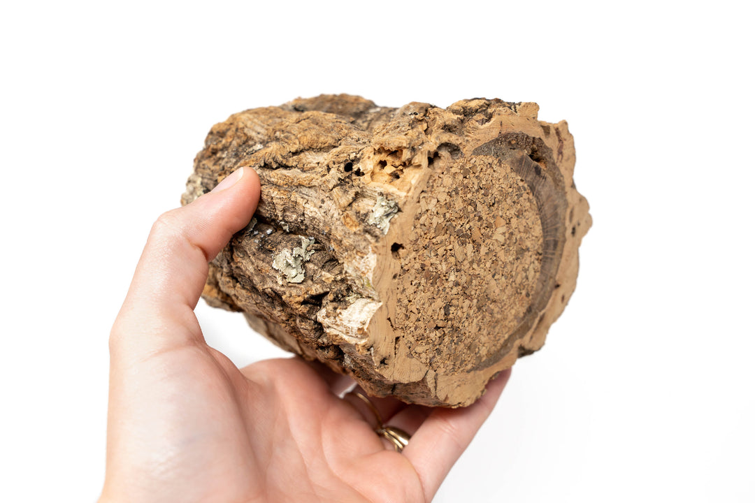 Natural Cork Bark Planters with Tillandsia Air Plants