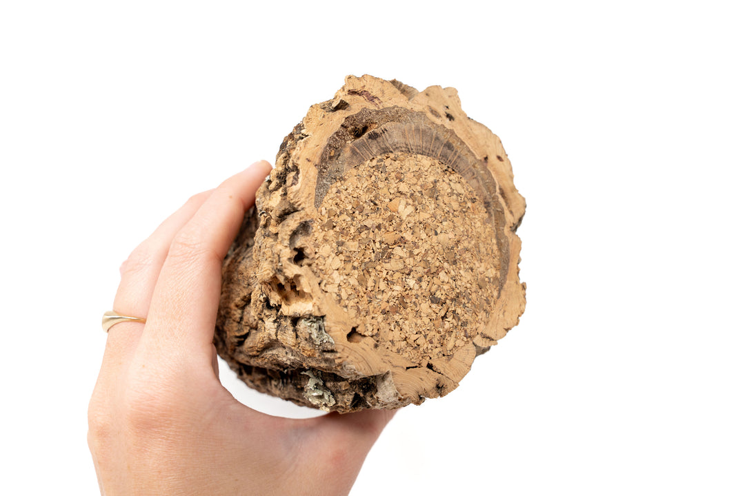 Natural Cork Bark Planters with Tillandsia Air Plants